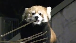夜のレッサーパンダ ライラ~Red Panda in the night