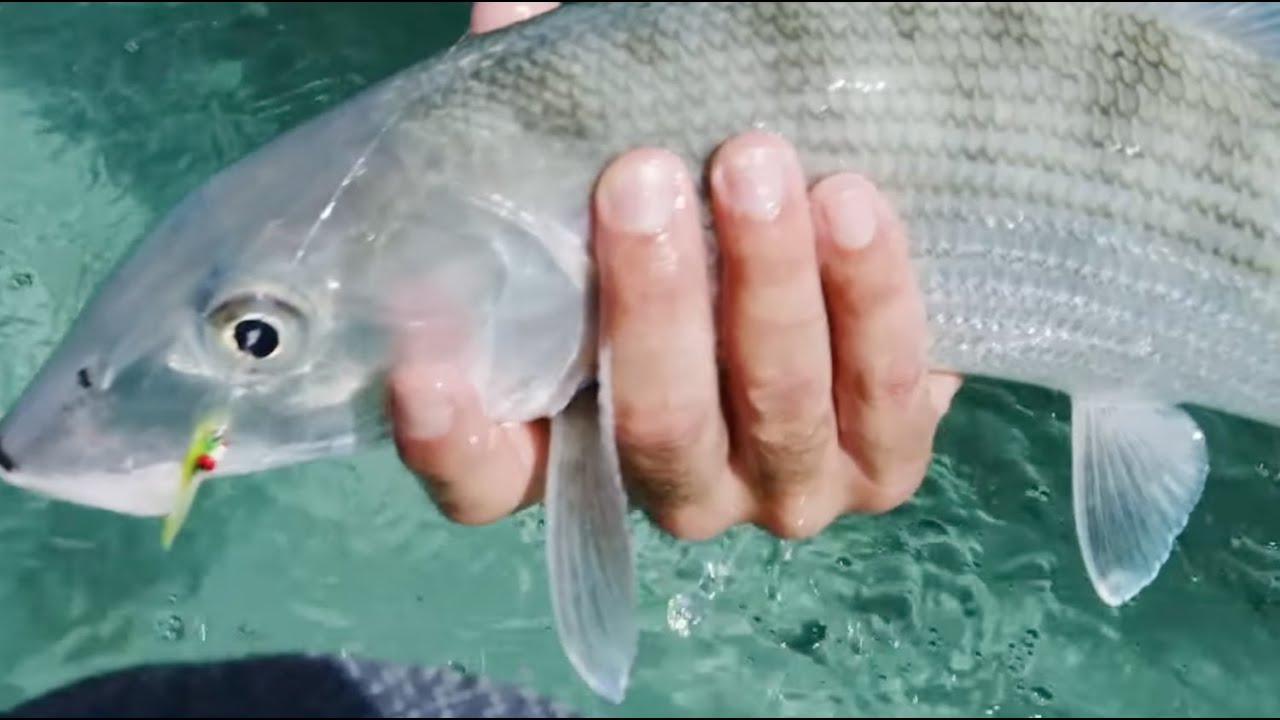 The Best South Andros Bonefishing _ Call 1-(242)-395-8495 for The Best South Andros Bonefishing