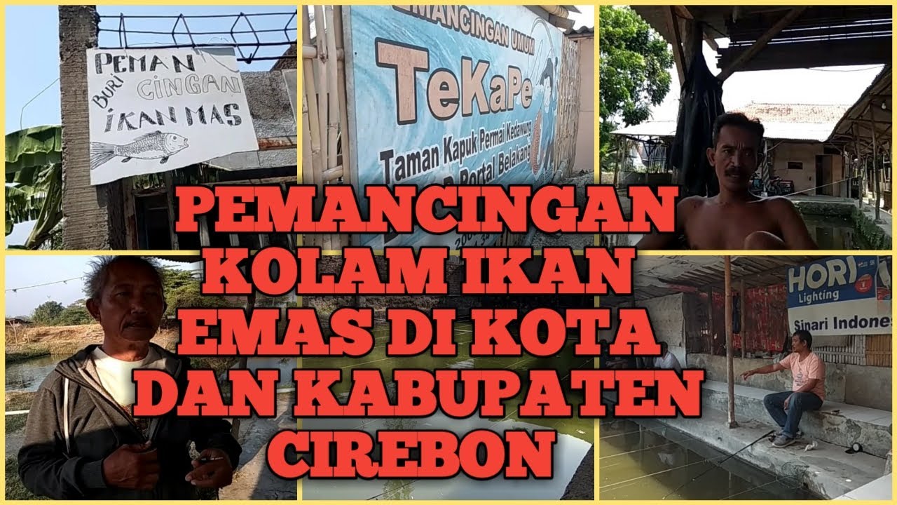 PEMANCINGAN KOLAM IKAN EMAS DI KOTA DAN KABUPATEN CIREBON