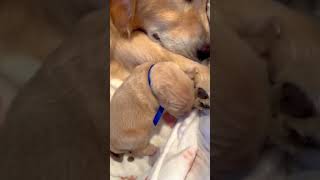 Golden retriever new born puppy ? Shorts GoldenRetriever