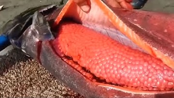 Salmon Eggs Harvesting & Automatic Fish Egg Fertilization Processing Factory