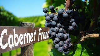 Удивительный Cabernet Franc Каберне Фран