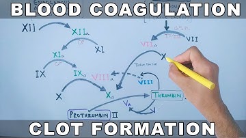 Coagulation Cascade | Intrinsic and Extrinsic Pathway
