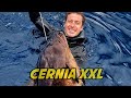 Cernia xxl in tana  pescasub taranto