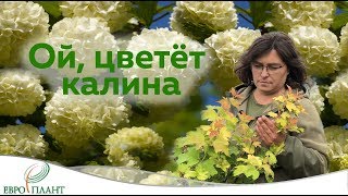 Калина красная или ой, цветет калина