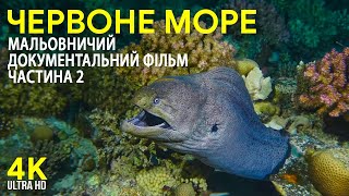 Дивовижний підводний світ Червоного моря - 4К Мальовничий документальний фільм - Дайвінг у Єгипті #2