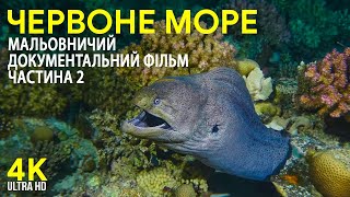 видео: Дивовижний підводний світ Червоного моря - 4К Мальовничий документальний фільм - Дайвінг у Єгипті #2 картинка: Дивовижний підводний світ Червоного моря - 4К Мальовничий документальний фільм - Дайвінг у Єгипті #2