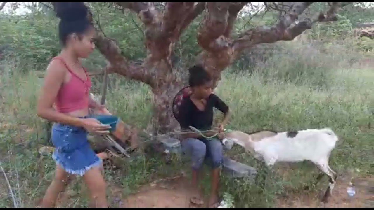 veja so as meninas vão tirar leite da cabra