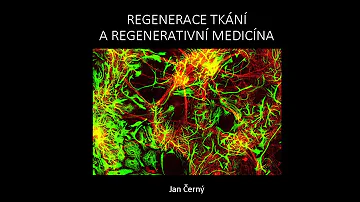 Jak dosáhnout maximální svalové regenerace?