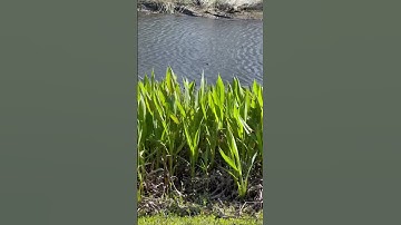 Gators In Paradise Part 3. Filmed 2/12/2023. #Gator #Alligator #mywalksinparadise #SWFL #shorts