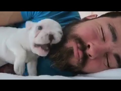 Puppy Chews Owner's Beard To Wake Him Up