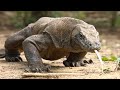 Komodowaran - Die Größte Echse Der Welt / Dokumentation