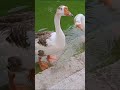 Domastic Goose || scania Goose || Goose || Natural video || shorts