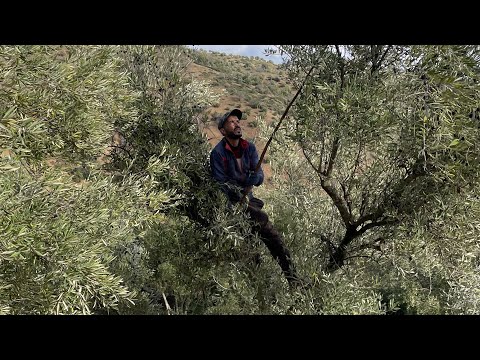 ليوم مشيت سقطت الزيتون من بعد ما شبعنا شتاء وراحة في قرية جبلية اكسبلور دويتو  المغرب