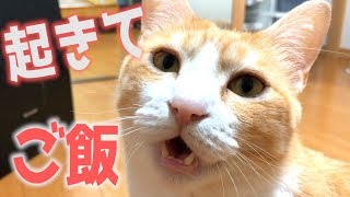 どうしてもご飯が欲しい猫の飼い主の起こし方が可愛すぎたwww