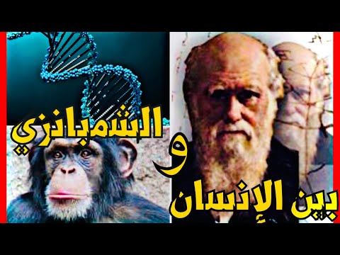 فيديو: هل تطور البشر من الشمبانزي؟