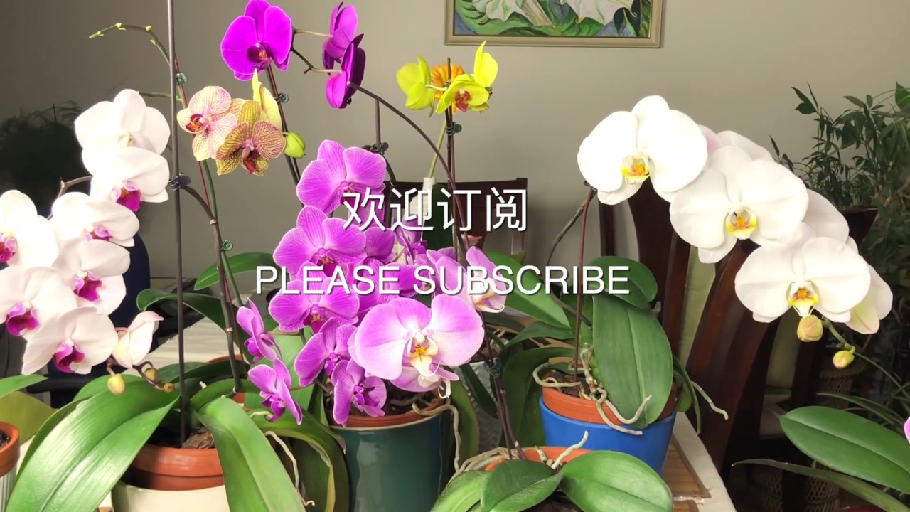 彬彬有院 花 蝴蝶兰系列之五 如何给蝴蝶兰浇水之泡盆法 Youtube