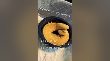 Beautiful ball Python hand feeding live warning ⚠️ live feeding #subscribe #livefeeding