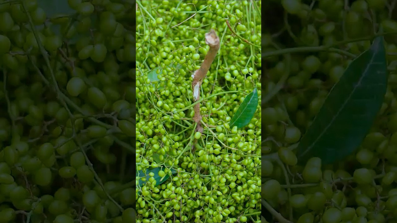 This Wild Forest Fruit Grows in Massive Green Clusters