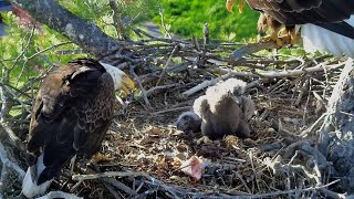 Trempealeau Eagles. Mrs T stuffs TE1 & TE2 with fish. Mr T takes the tail - 05-03-2024