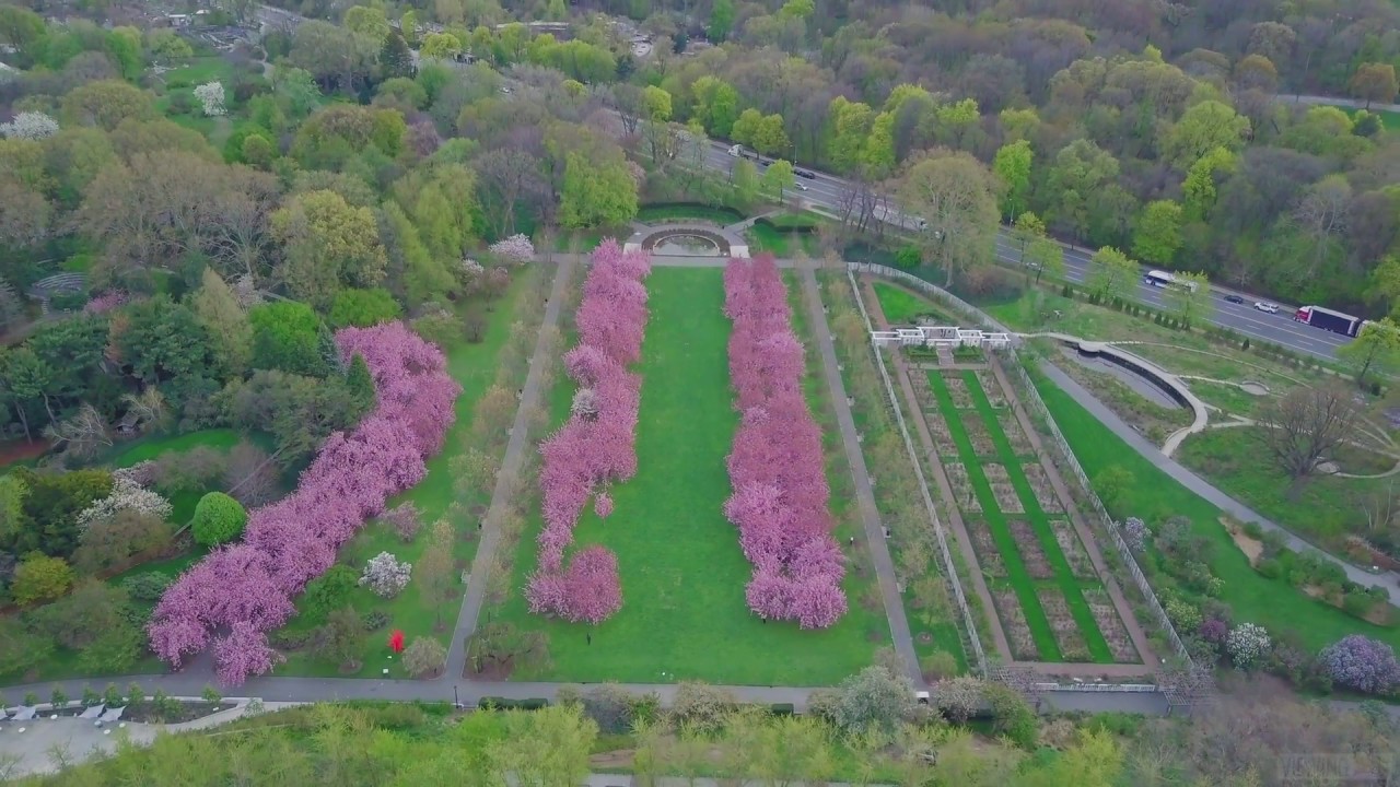 Above New York Cherry Blossoms At Brooklyn Botanic Garden Youtube