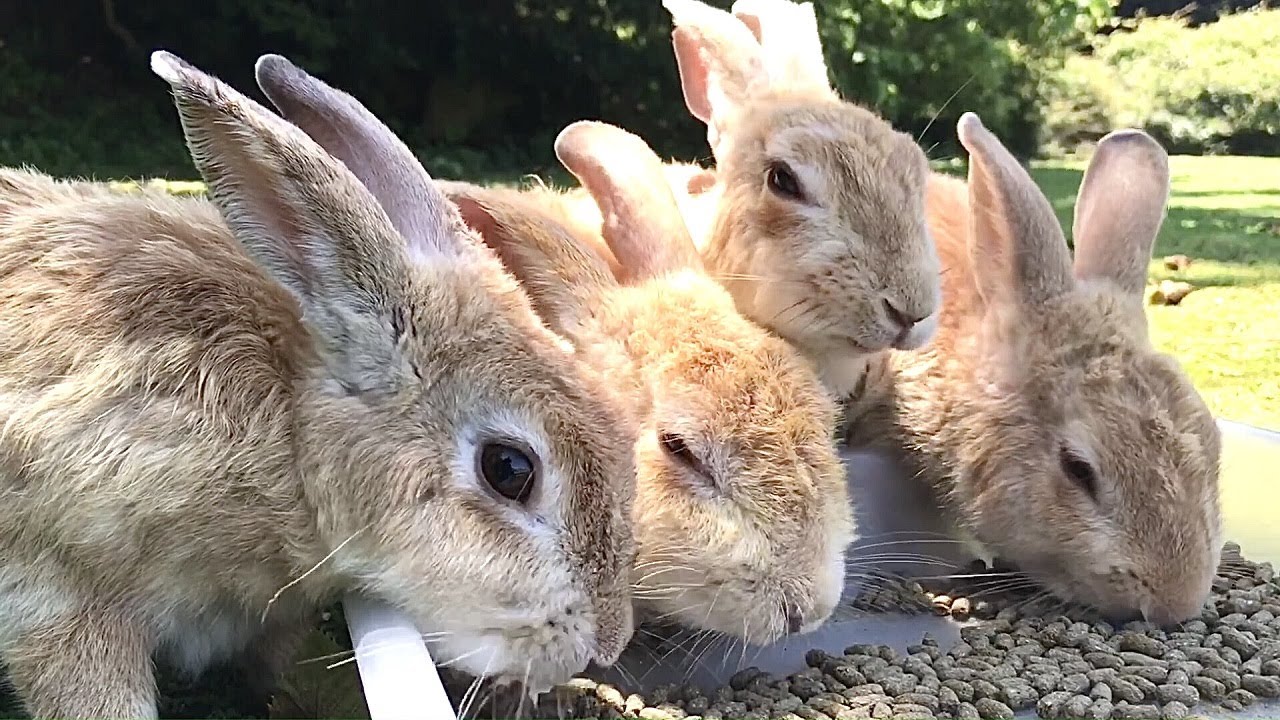 Rabbit Purr | Rabbits: