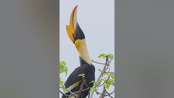 Female Great Hornbill calling out