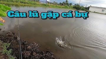 Câu cá lóc mùa lũ ( P55 ). Đụng độ cá bự. Thợ săn cá lóc.