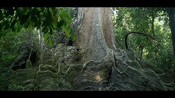 Stewards of the Amazon, using technology to fight environmental crimes