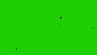 flying birds efek green screen part 2, efek burung terbang menggunakan green screen