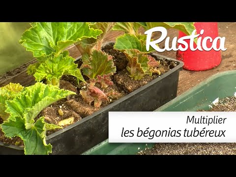 Vidéo: Peut-on faire des boutures de bégonias tubéreux ?