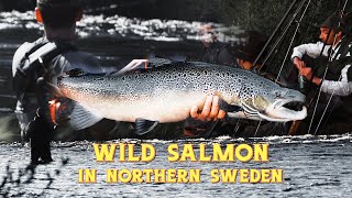 Wild salmon in northern sweden  a fly fishing story