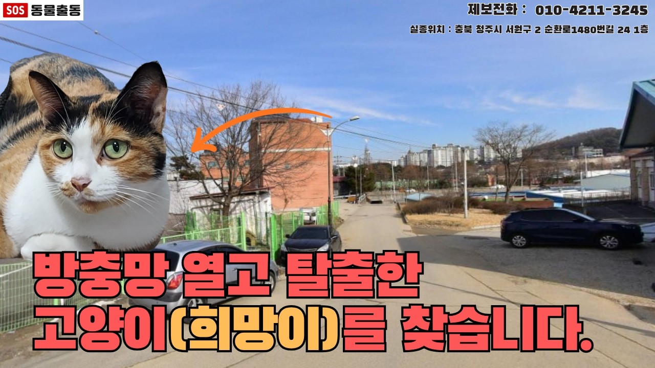 [고양이탐정] 충북 청주시에서 잃어버린 고양이 희망이를 찾습니다. (청주시 실종동물 방송)