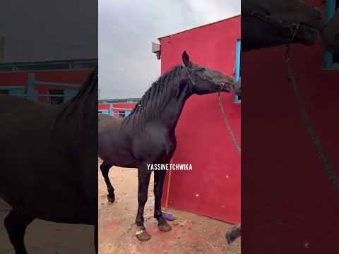 الشوفة في البركي و لاهلا يجري 