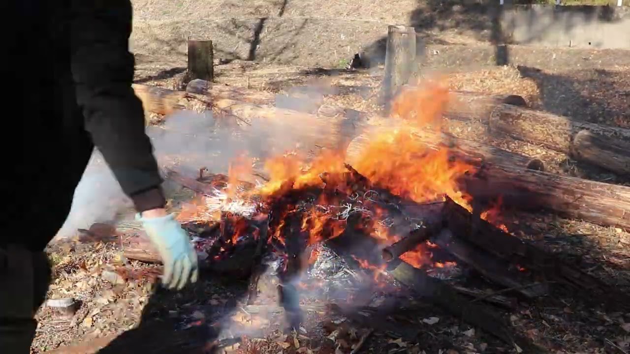 畑作り前進！杉の木の皮＆枯れ竹を一気に焼却｜細竹を切り倒していく