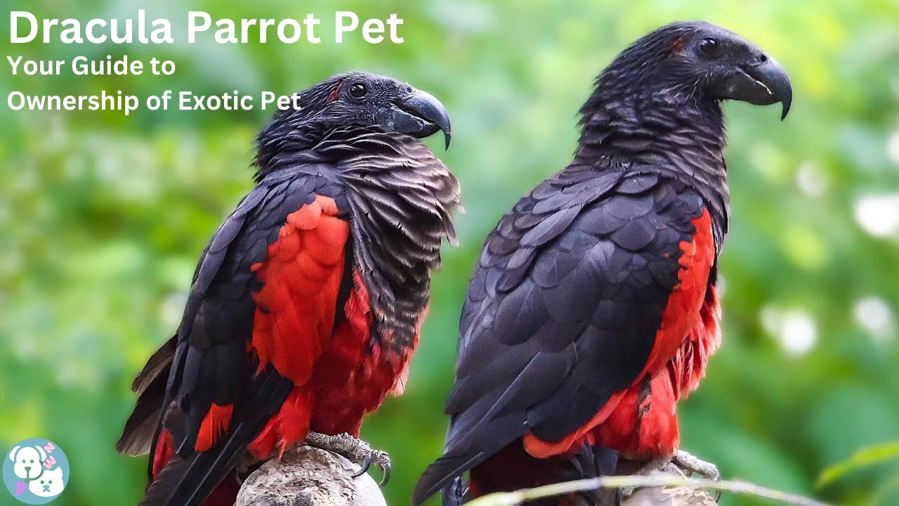 Dracula Parrot Pet Your Guide to Ownership of Exotic Pet in 2024 YouTube