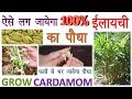 ऐसे लग जायेगा 100% इलाइची का पौधा  ||   All About Cardamom  || From Plantation To Harvesting