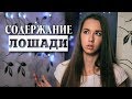 ЦЕНА ЛОШАДИ | Затраты и содержание