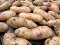 🥔Die eigenen Kartoffeln: Lagerung, Haltbarkeit und raffinierte Anbauplanung