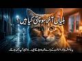 The Secret Life of Cats | Full Emotional Cat Documentary