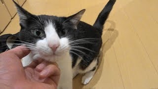 息子の後に2秒でにゃんこ♪ - Cat  Welcomeow after my son - by inthelife 26,479 views 6 years ago 1 minute, 20 seconds