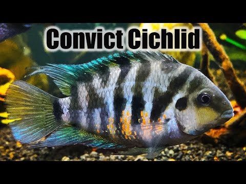 Video: Black-banded cichlazoma: maintenance, reproduction, compatibility at review