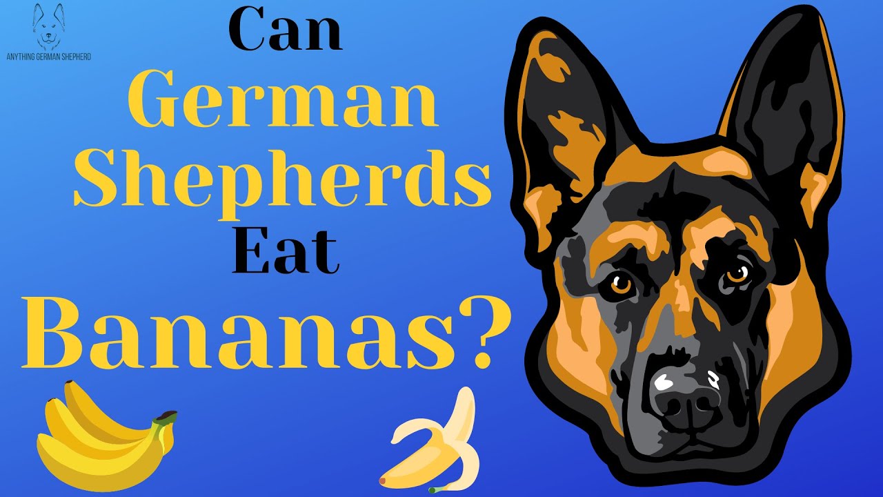 Should German Shepherds Eat Bananas?