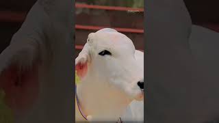 Most beautiful cow in the world | khubsurat gai #shorts #shortvideo #reels #naturelovers #cows #pets