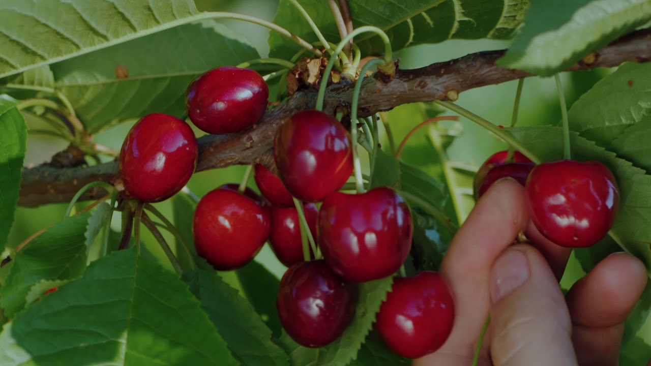 Hood River Orchard Property -off market-