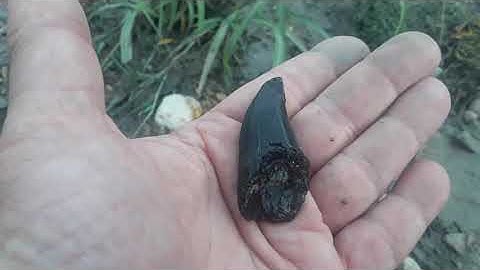 NSR Fossil 2 inch Dinosaur Tooth and Bones