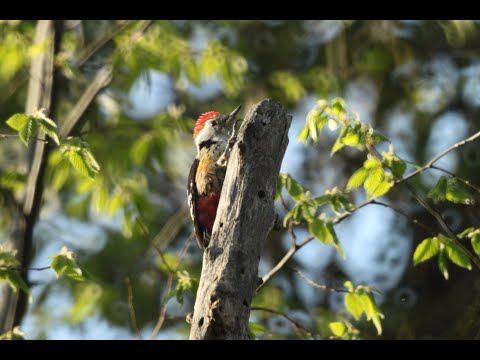 საშუალო ჭრელი კოდალა - Leiopicus medius - Middle spotted woodpecker