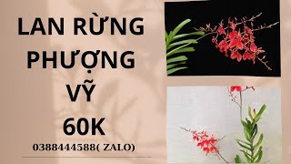 Lan rừng bình thuận 11/05 | giá rẻ | Hà Lan Rừng 0388444588