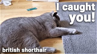 I CAUGHT YOU - BRITISH SHORTHAIR by The Famous Tom 93 views 3 years ago 4 minutes, 15 seconds