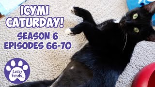 ICYMI Caturday! * Lucky Ferals S6 Episodes 66 - 70 * Cat Videos Compilation - Feral Kittens